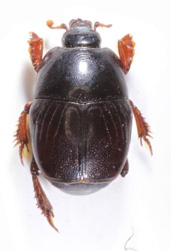 Réf. 243 810 : Hypocaccus crassipes